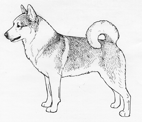 UKC Breed Standards: Icelandic Sheepdog (Short Hair)