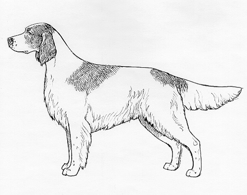 UKC Breed Standards: Irish Red and White Setter