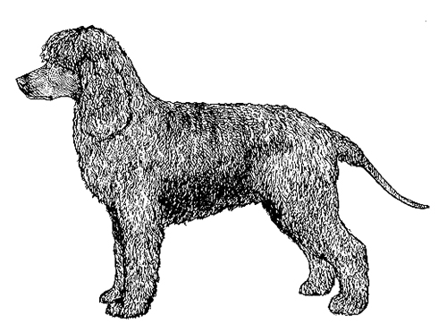 UKC Breed Standards: Irish Water Spaniel