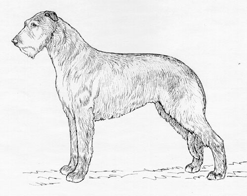 UKC Breed Standards: Irish Wolfhound