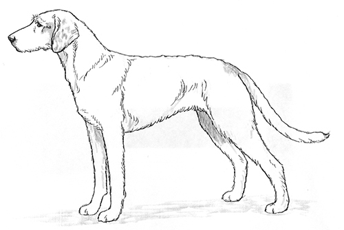 UKC Breed Standards: Istrian Coarse-Haired Hound