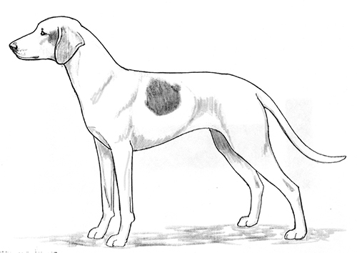 UKC Breed Standards: Istrian Short-Haired Hound