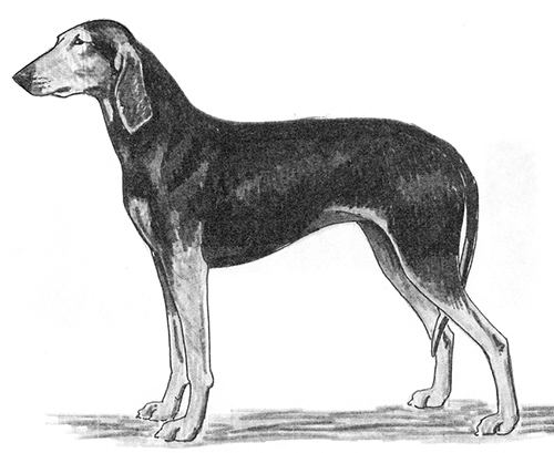 UKC Breed Standards: Italian Hound