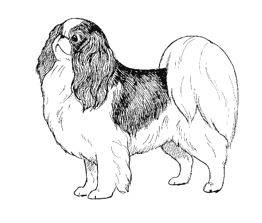 UKC Breed Standards: Japanese Chin