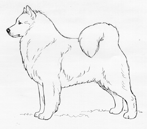 UKC Breed Standards: Japanese Spitz