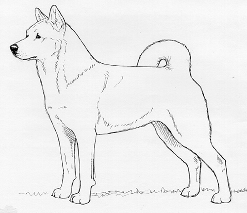 UKC Breed Standards: Jindo