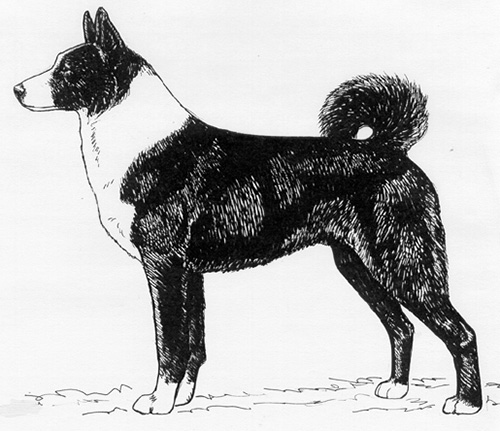 UKC Breed Standards: Karelian Bear Dog