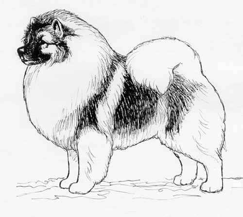 UKC Breed Standards: Keeshond