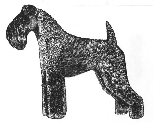 UKC Breed Standards: Kerry Blue Terrier