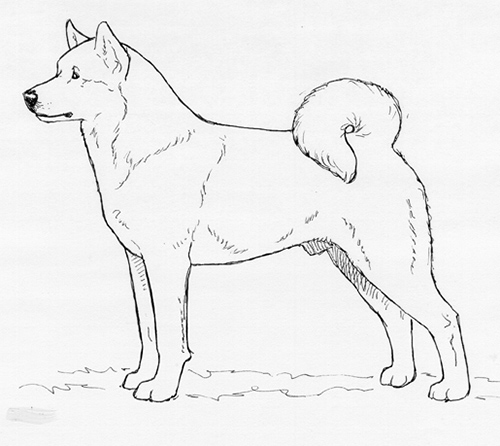 tweedehands telegram oosters Breed Standards : Kishu | United Kennel Club (UKC)