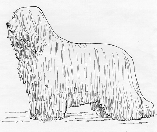 UKC Breed Standards: Komondor