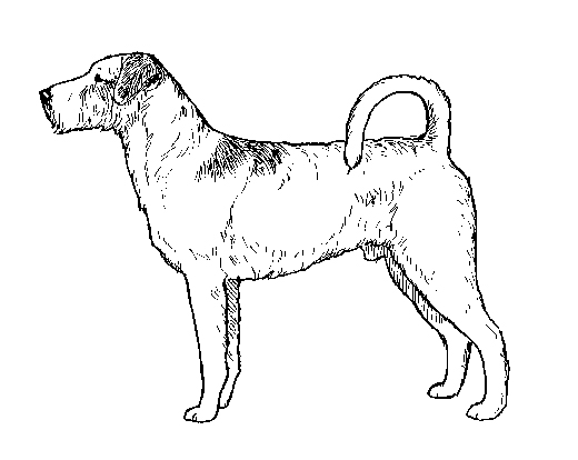 UKC Breed Standards: Kromfohrlander