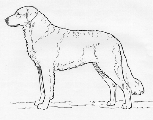 UKC Breed Standards: Kuvasz