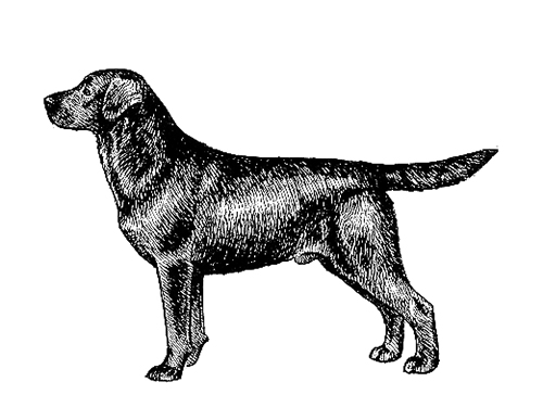 akc labrador breed standard