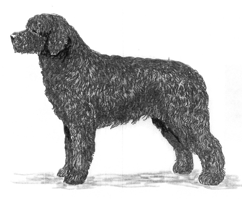 UKC Breed Standards: Lagotto Romagnolo