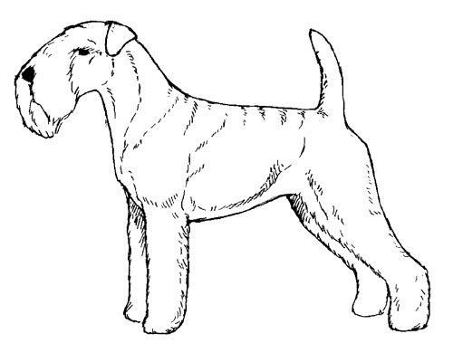 UKC Breed Standards: Lakeland Terrier