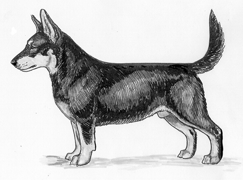 UKC Breed Standards: Lancashire Heeler