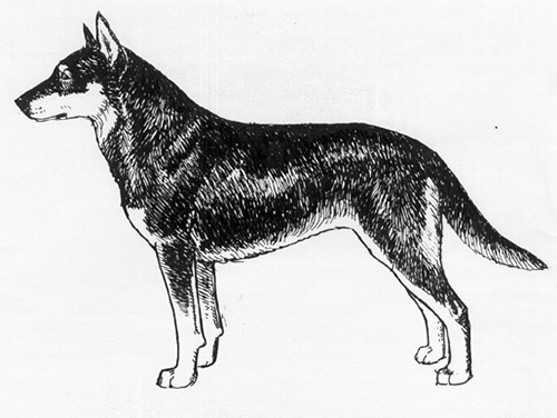 UKC Breed Standards: Lapinporokoira