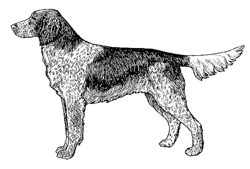 UKC Breed Standards: Large Munsterlander