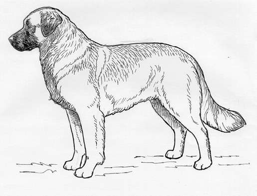 UKC Breed Standards: Leonberger