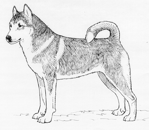 UKC Breed Standards: Lundehund