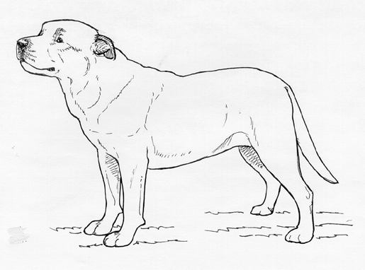 UKC Breed Standards: Majorca Mastiff