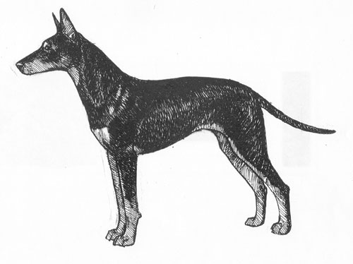 Breed Standards Manchester Terrier