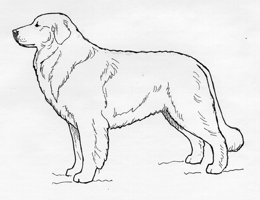 Download Breed Standards : Maremma Sheepdog | United Kennel Club (UKC)