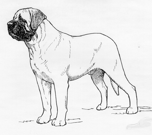 UKC Breed Standards: Mastiff