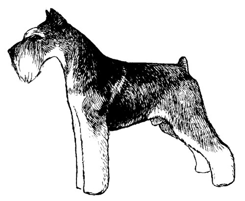 UKC Breed Standards: Miniature Schnauzer