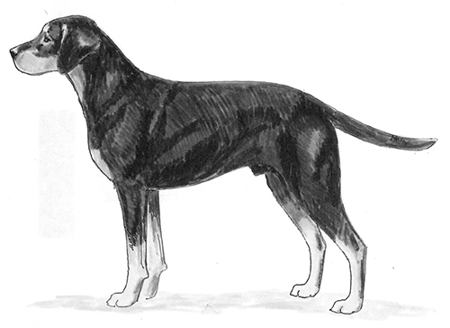 Montenegrin sales mountain hound