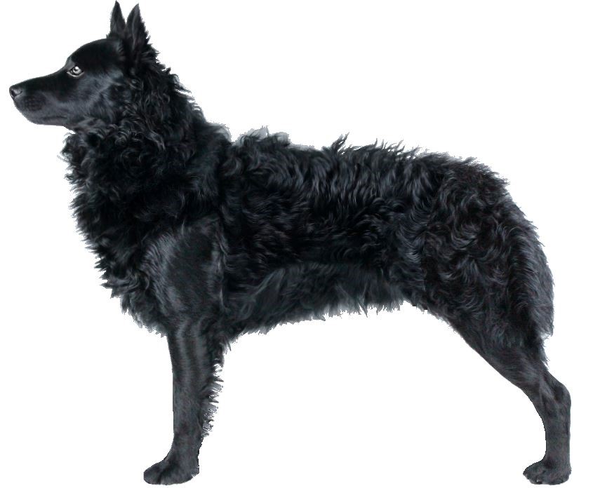 UKC Breed Standards: Mudi