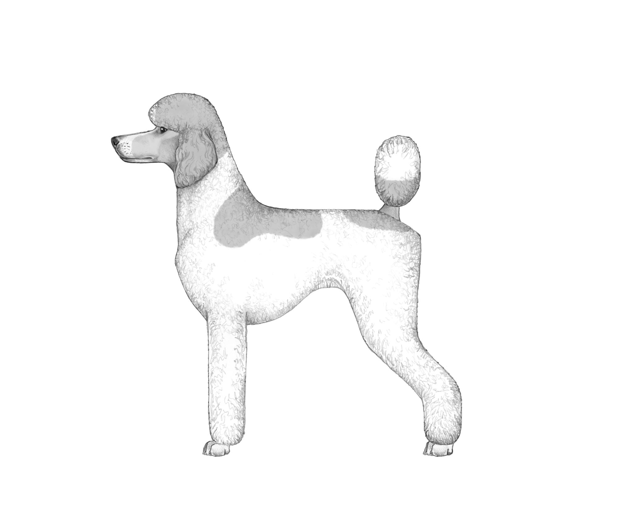 UKC Breed Standards: Multi-Colored Poodle Sporting Clip