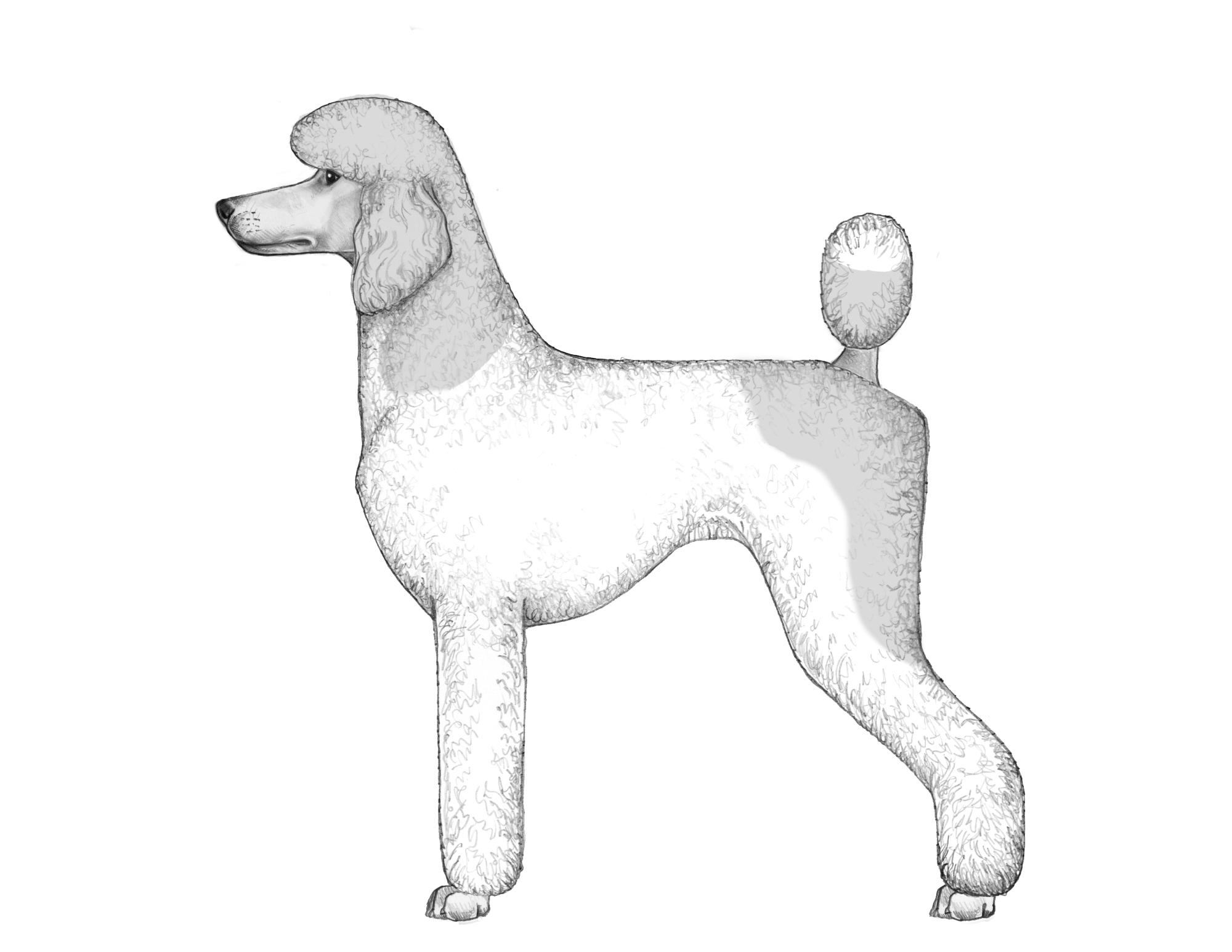UKC Breed Standards: Multi Colored Standard Poodle