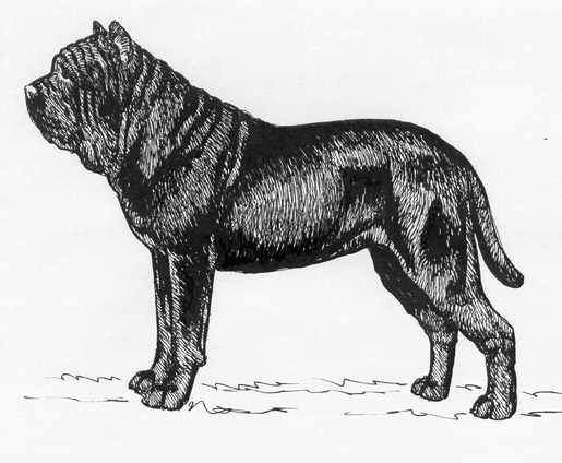 UKC Breed Standards: Neopolitan Mastiff