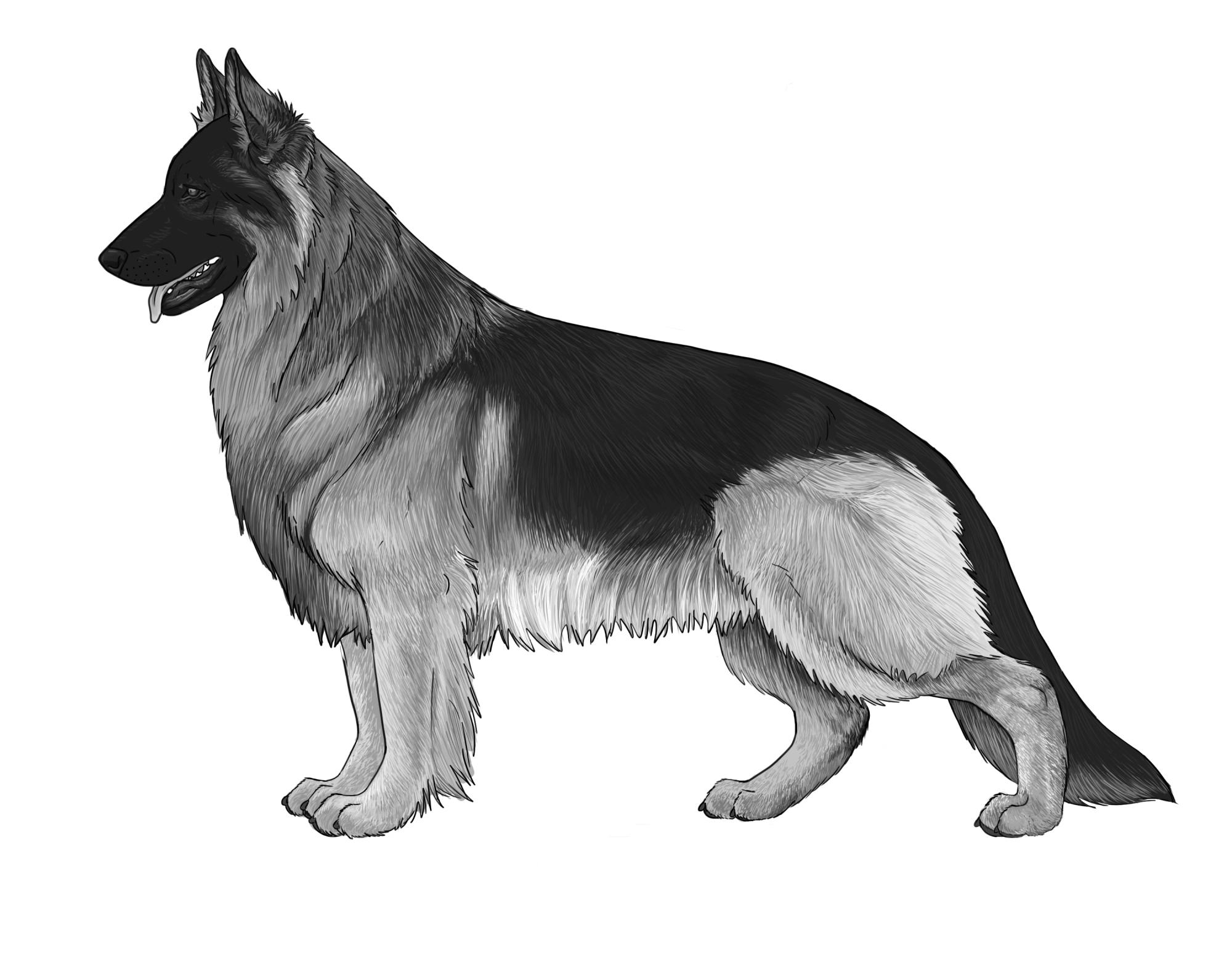 UKC Breed Standards: German Shepherd