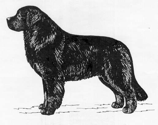 UKC Breed Standards: Newfoundland