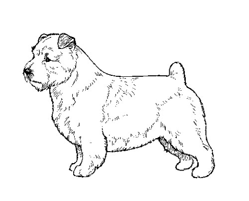 UKC Breed Standards: Norfolk Terreir