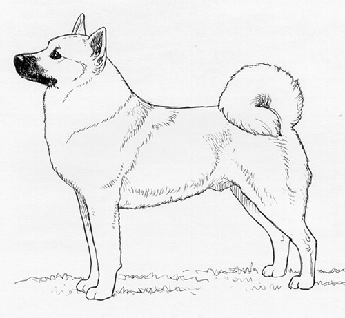 UKC Breed Standards: Norwegian Buhund