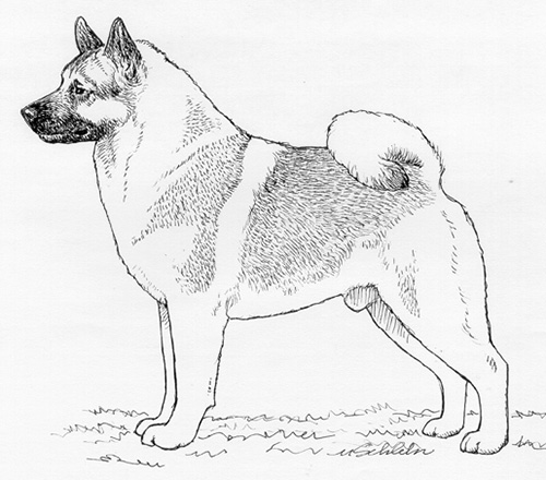 UKC Breed Standards: Norwegian Elkhound