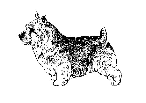 UKC Breed Standards: Norwich Terrier