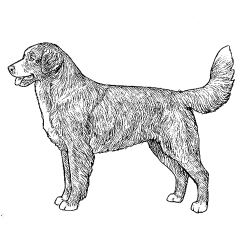 UKC Breed Standards: Nova Scotia Duck Tolling Retriever