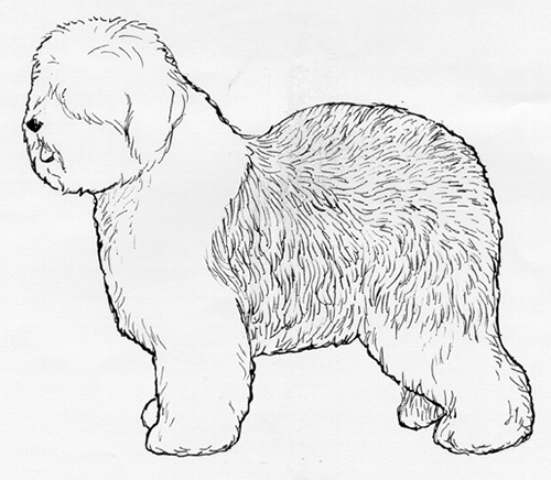 UKC Breed Standards: Old English Sheepdog