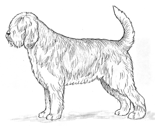 UKC Breed Standards: Otterhound