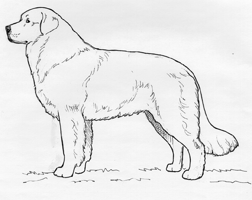 ukC Breed Standards: Owczarek Podhalanski