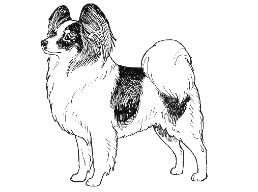 UKC Breed Standards: Papillon