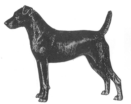 patterdale terrier standard