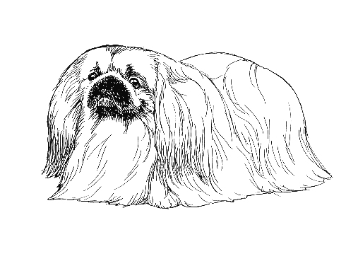 UKC Breed Standards: Pekingese