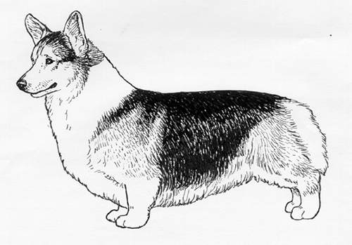 UKC Breed Standards: Pembroke Welsh Corgi