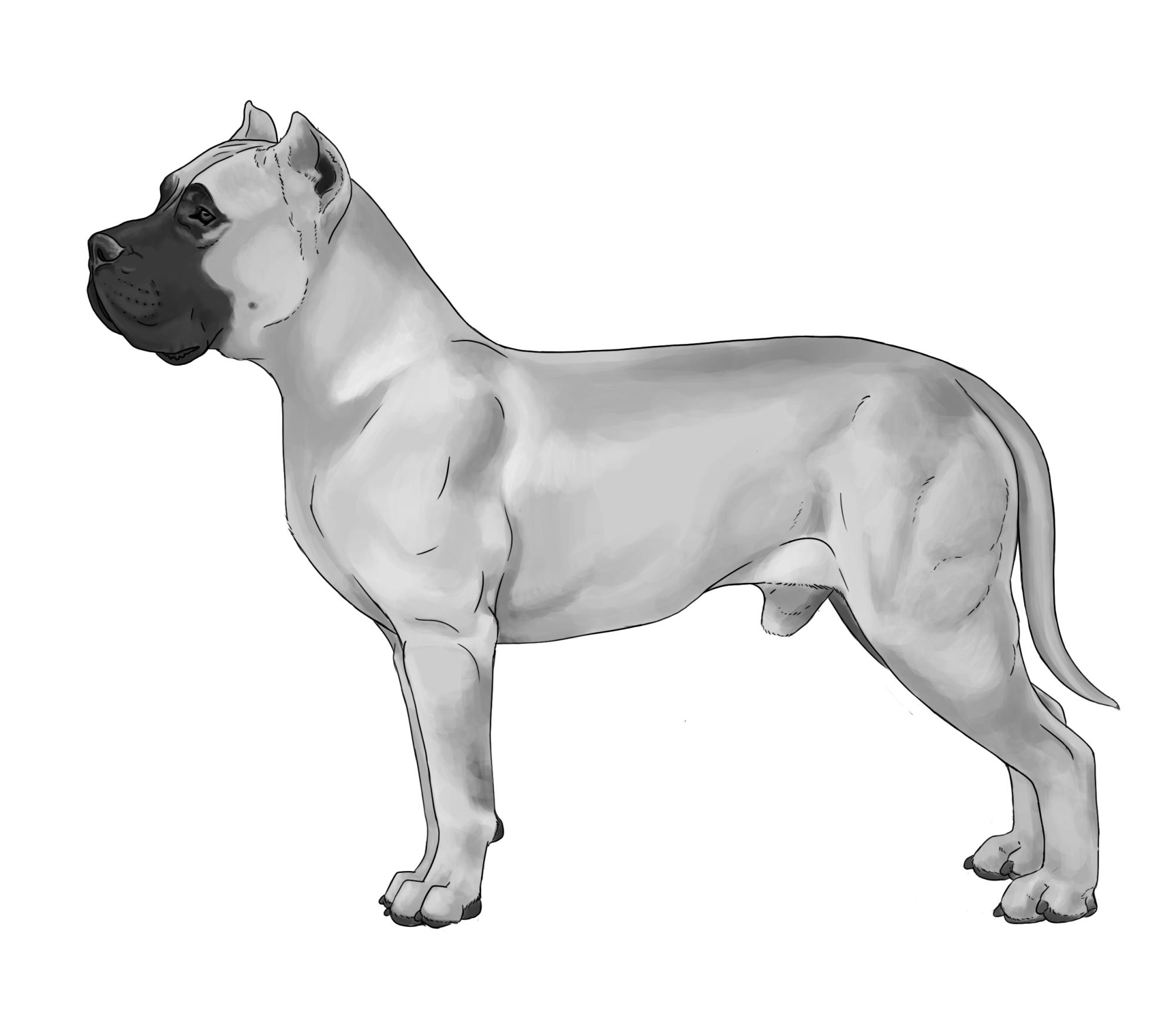 Presa Canario Weight Chart